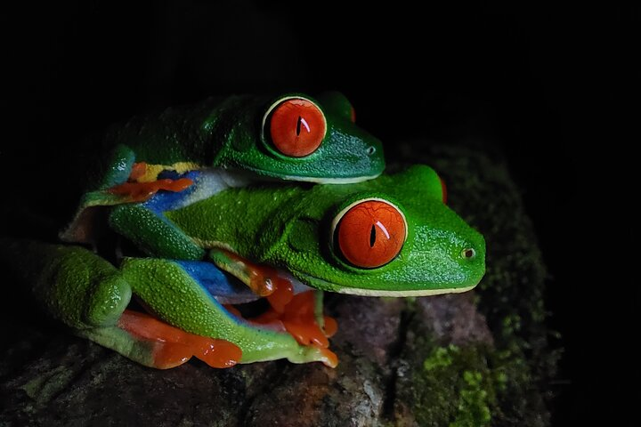 Arenal Night Walk - Snakes, Frogs & Wildlife - Photo 1 of 25